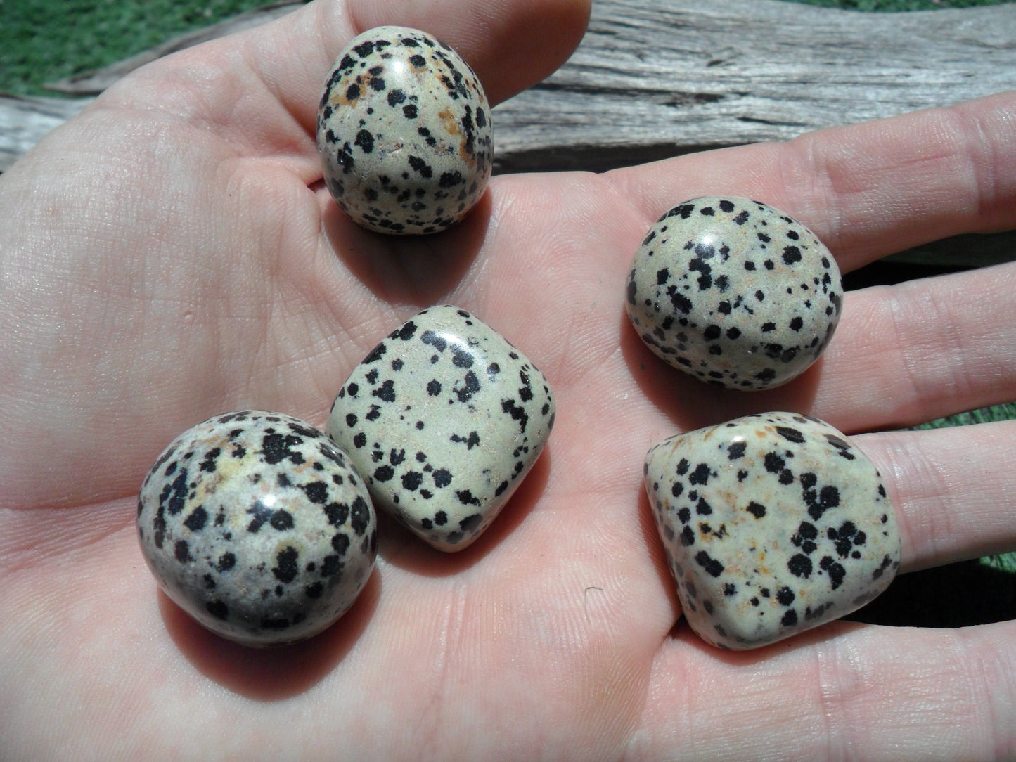 Tumbled Dalmation Stone